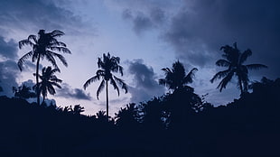white and black flower painting, palm trees, trees, clouds, blue
