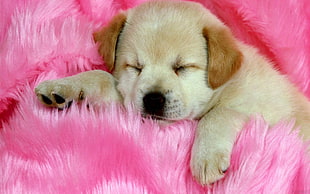yellow Labrador retriever puppy sleeping on pink fur textile close-up photography