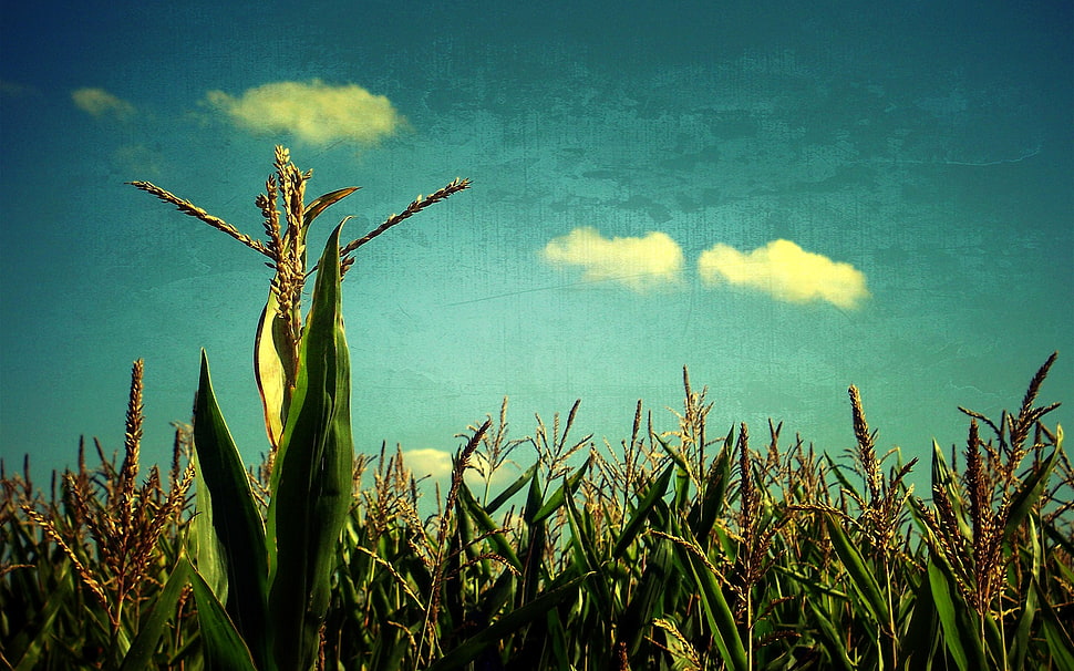 rice grains under blue and white cloudy sky HD wallpaper