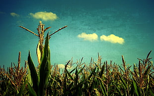 rice grains under blue and white cloudy sky