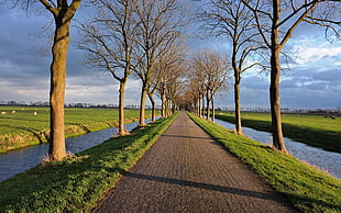 brown pathway, nature, trees, path, landscape
