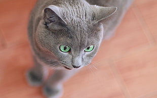 Russian Blue cat HD wallpaper