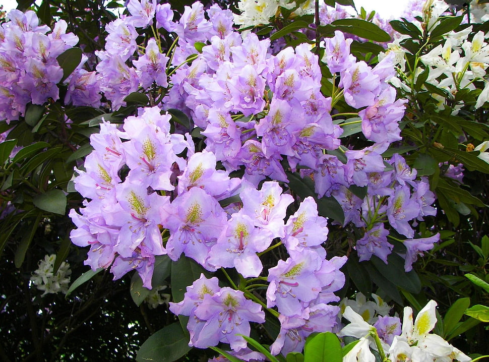 purple Azalea flowers during daytime HD wallpaper