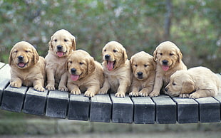 seven brown short coated puppies
