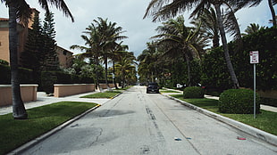 green trees, road, palm trees