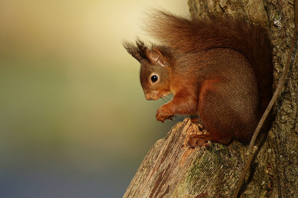 brown squirrel on top of brown tree HD wallpaper
