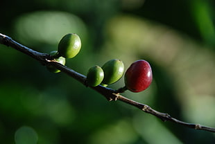 round green and red fruits