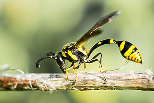 yellow and black Wasp on brown branch, potter, erawan national park