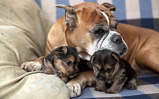 brown and white American Bulldog with two black-and-tan puppies on blue and white sofa
