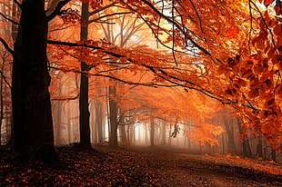 orange leaf tree, fall, path, mist, leaves HD wallpaper