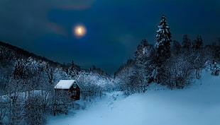 snow coated woods during night times HD wallpaper