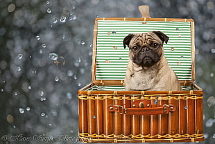 Pug in brown suit case