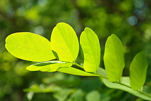 selective focus photography of green leaves HD wallpaper
