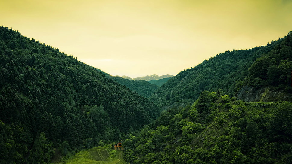 green forest hill photo HD wallpaper