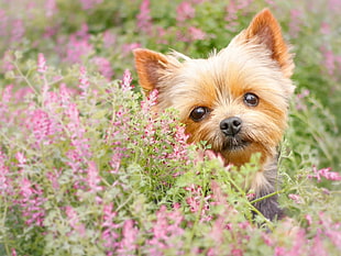 adult black and tan Yorkshire Terrier during daytime