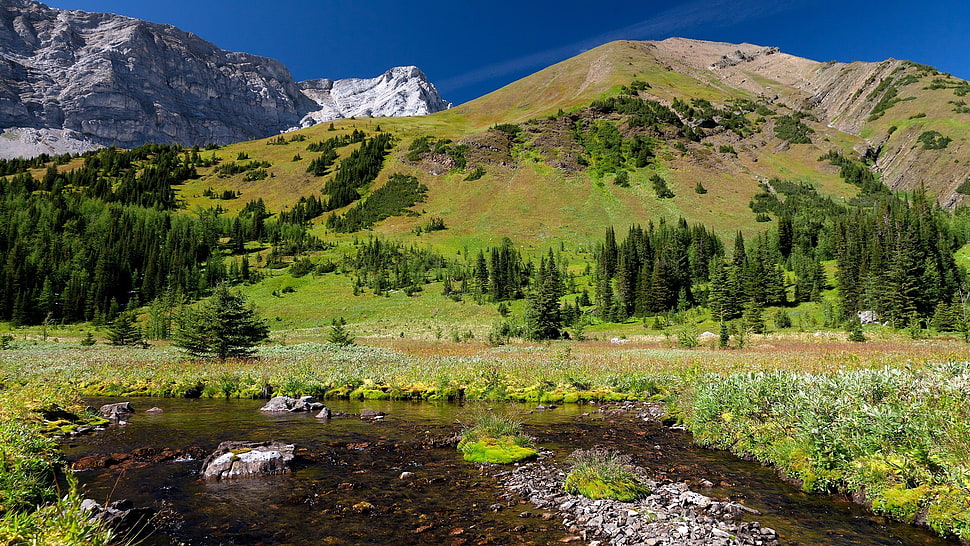 pine trees, mountains, river HD wallpaper