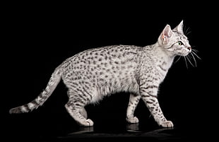 gray short-fur cat