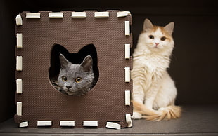 two short coated cats photo