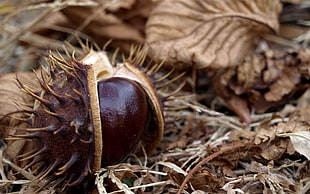 depth of field photography of round brown fruit