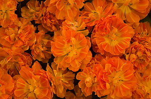 closeup view of orange-and-yellow petaled flowers
