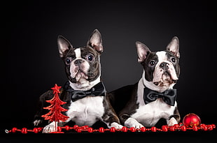 two white-and-black Boston Terrier dogs with black bows