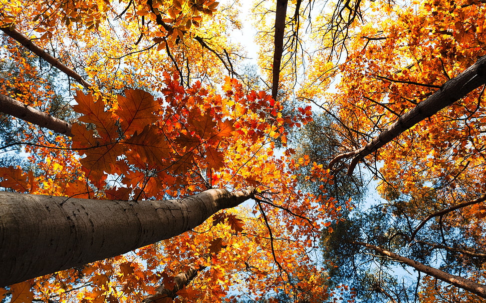 low angle shot photography of trees HD wallpaper