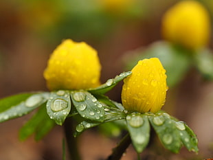 shallow focus photography of raindrops two yellow flowered plant