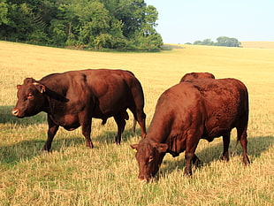three brown cows on grass field