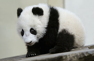 baby panda, animals, panda HD wallpaper