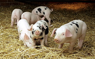 six piglets on the hey