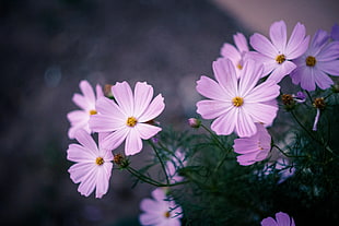 purple petal flower closeup photo HD wallpaper
