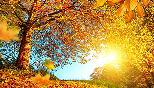 brown leaf tree, Sun, trees, fall HD wallpaper