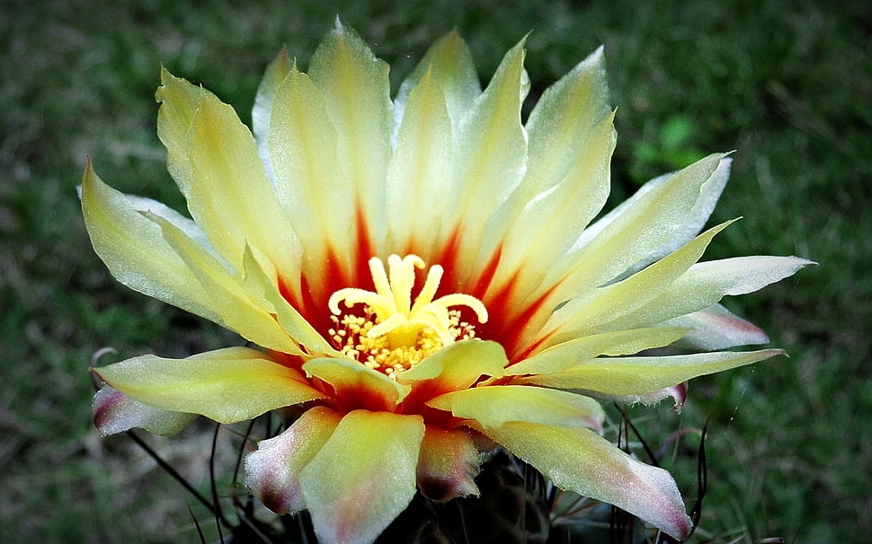 peach multi-petaled flower HD wallpaper