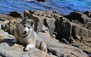 Siberian husky on gray rock near body of water during daytime
