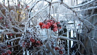 red fruit lot, Russia, winter, snow, rowan HD wallpaper