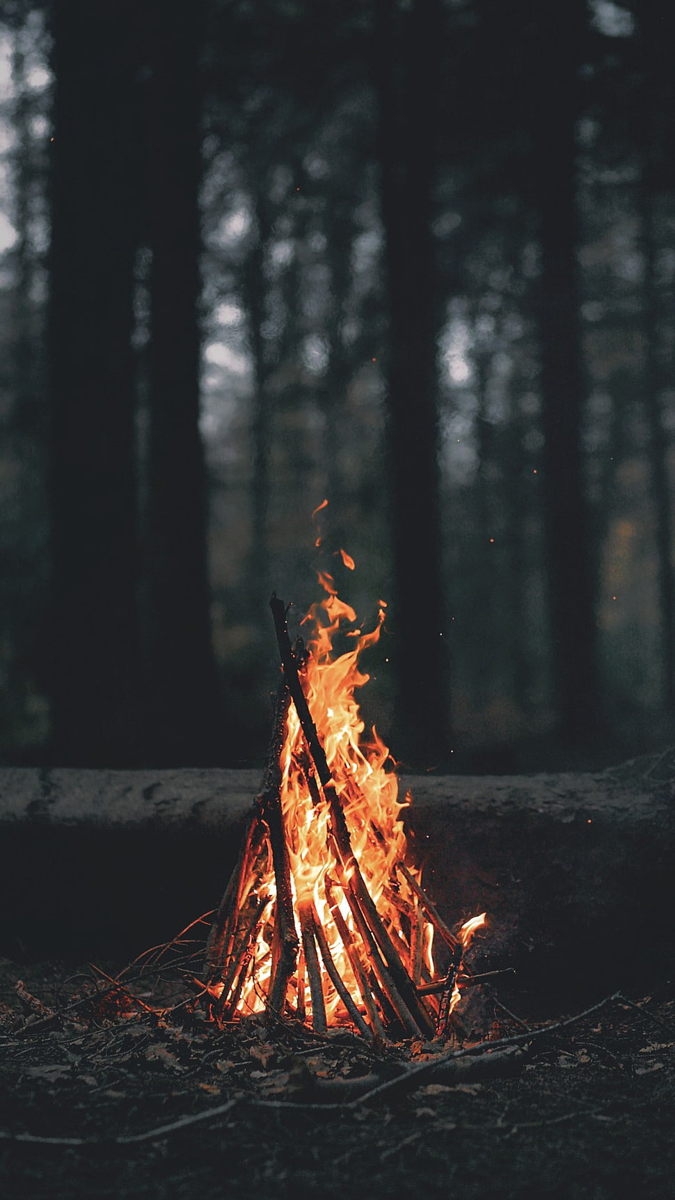 bun fire at the forest HD wallpaper