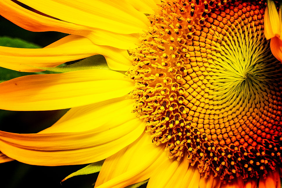 Sunflower flower closeup photo HD wallpaper