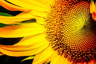 Sunflower flower closeup photo