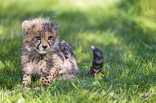 Cheetah cub on grass HD wallpaper