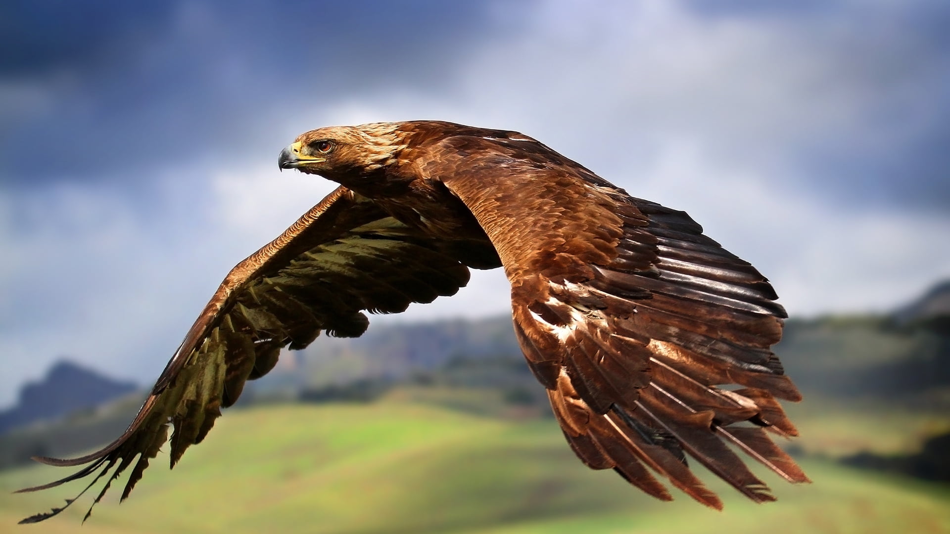 Brown eagle HD wallpaper | Wallpaper Flare