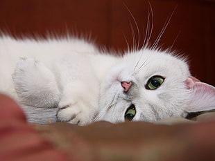 shallow focus photograph of white and gray short coated cat