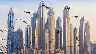 flock of seagull, architecture, building, skyscraper, cityscape HD wallpaper