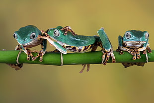 three green frogs