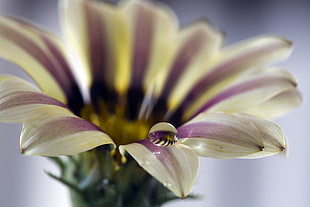 close-up photo of white and purple flower with rain drop