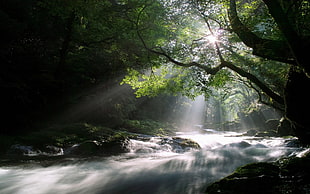 water stream, National Geographic, water, nature, forest HD wallpaper