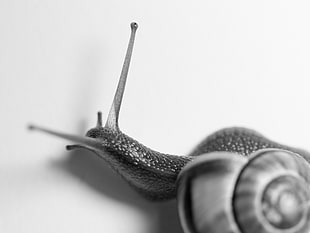 grayscale photo of snail