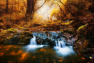 waterfalls near trees digital wallpaper, forest, river