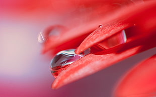 macro photo of red petaled flower with water droplet