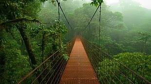 brown suspension bridge, photography, bridge, forest, rainforest