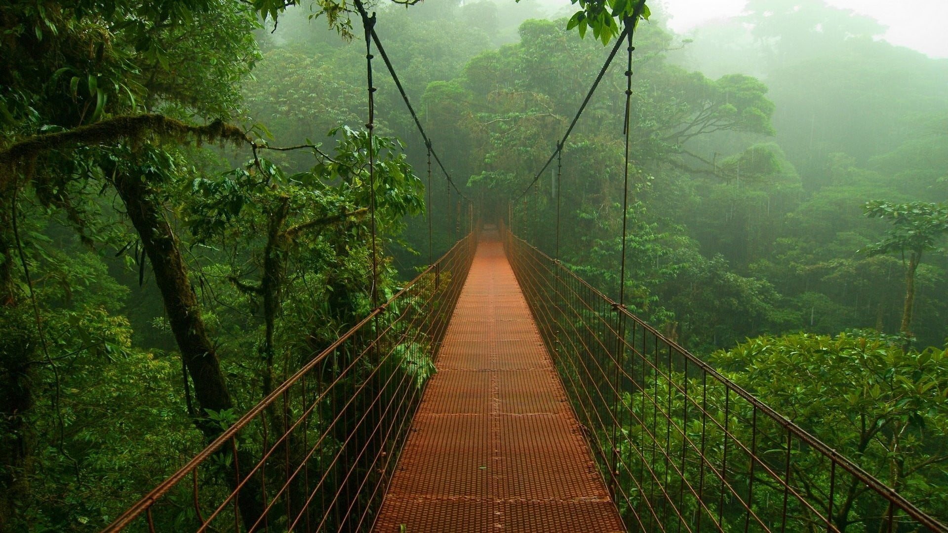 Brown Suspension Bridge Photography Bridge Forest Rainforest Hd